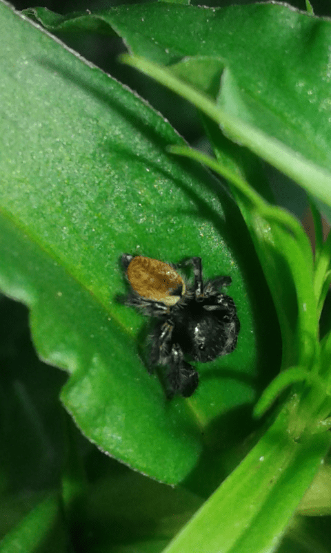 Carrhotus xanthogramma (Salticidae)? S - Prov. PD